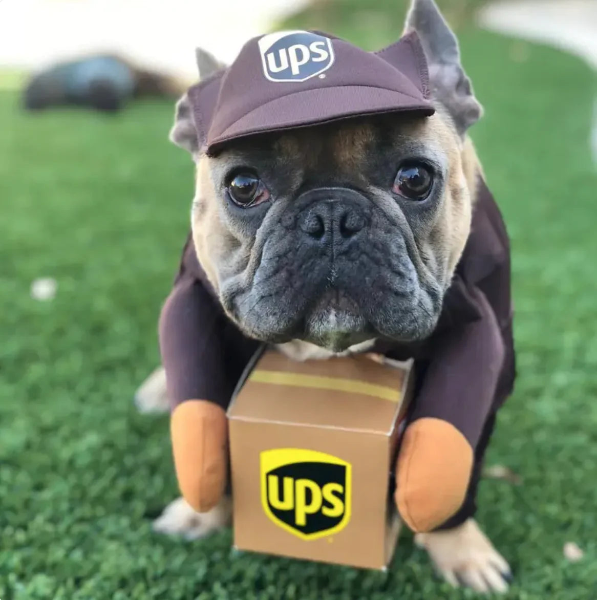 Mailman Costume for Dogs