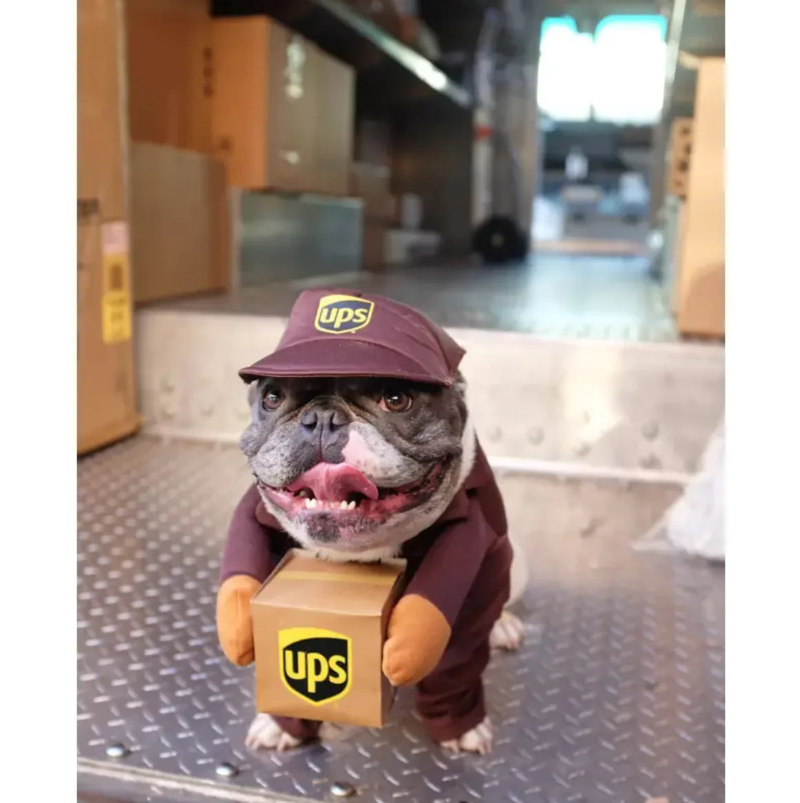 Mailman Costume for Dogs