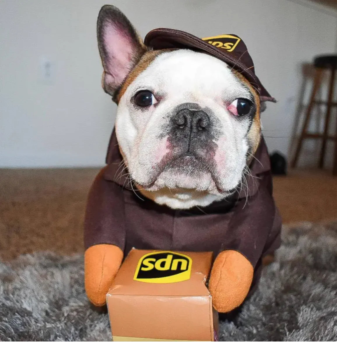 Mailman Costume for Dogs