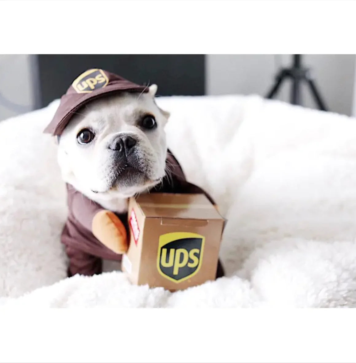 Mailman Costume for Dogs